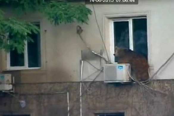 В результате наводнения в Тбилиси из местного зоопарка сбежали львы, волки, медведи и крокодилы (ФОТО) | Русская весна