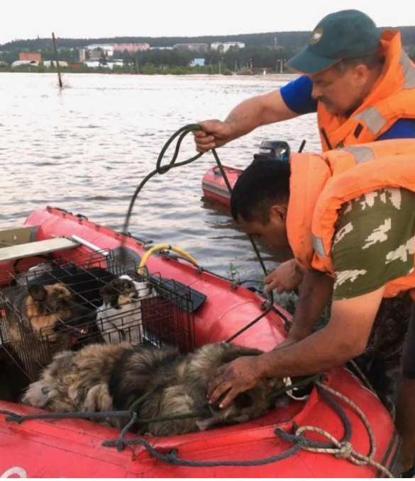 Страшное наводнение в Иркутской области: число жертв растёт (ФОТО, ВИДЕО) | Русская весна