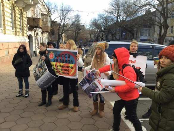 В Одессе к зданию нацполиции принесли трупы собак (ФОТО 18+) | Русская весна