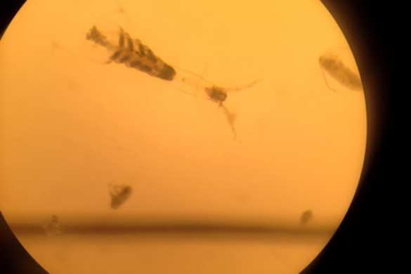 Одноглазый монстр, неизвестный науке, обнаружен во льдах Арктики (ФОТО) | Русская весна