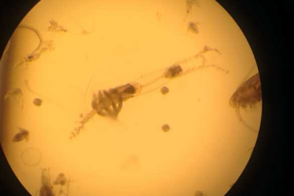 Одноглазый монстр, неизвестный науке, обнаружен во льдах Арктики (ФОТО) | Русская весна