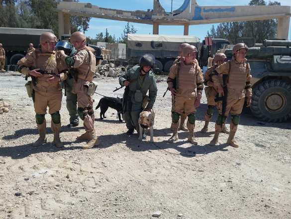 Пальмира: российские саперы с собаками ликвидируют мины ИГИЛ — эксклюзив «Русской Весны» (ФОТО) | Русская весна