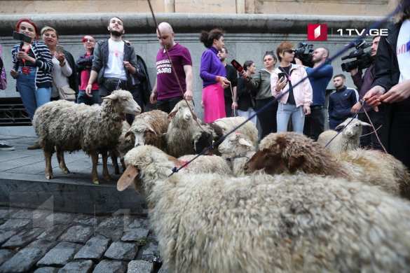 Стадо овец привели к парламенту Грузии: протест против нормализации российско-грузинских отношений (ФОТО, ВИДЕО) | Русская весна