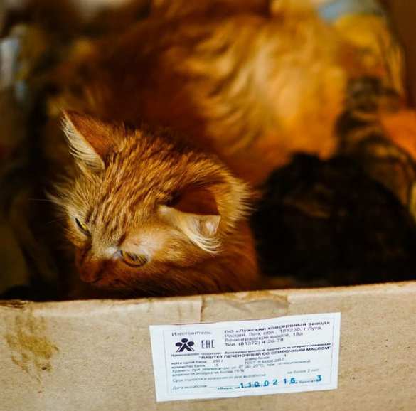 Фото: Дмитрий Михненко Ужас прифронтового Донецка: люди, ставшие мишенью для снайперов, и дети войны (ФОТОРЕПОРТАЖ) | Русская весна