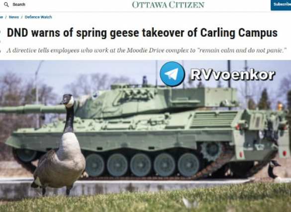 «Отступать и не кормить» — минобороны Канады выпустило инструкцию для военных на случай встречи с гусями | Русская весна