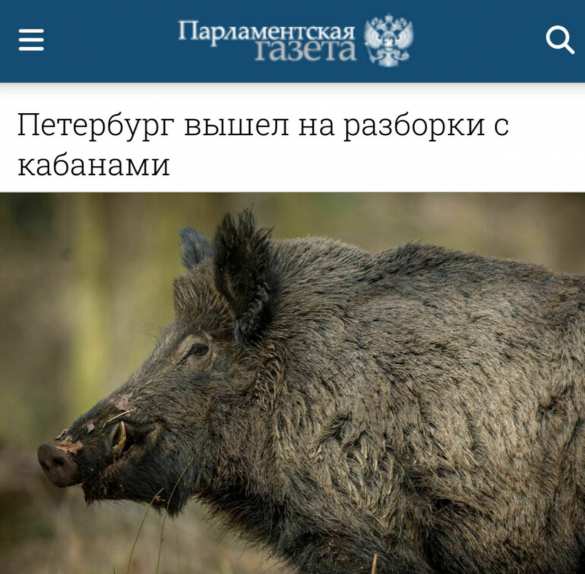 Петербург выходит на разборки с кабанами | Русская весна
