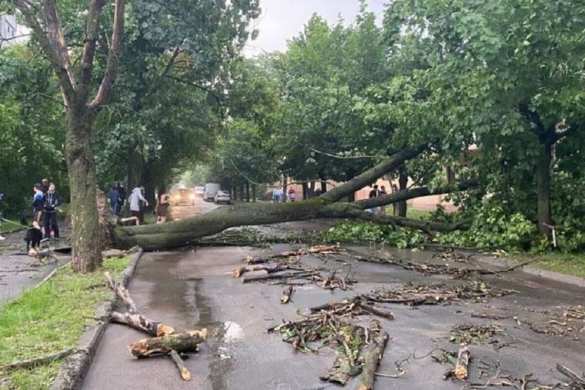 Дерево убило двух человек во Львове (ФОТО) | Русская весна