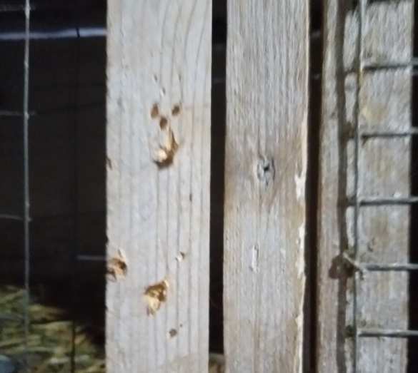 Гипнотизирует и отрывает головы: В Мариуполе объявилась загадочная «чупакабра» (ФОТО) | Русская весна