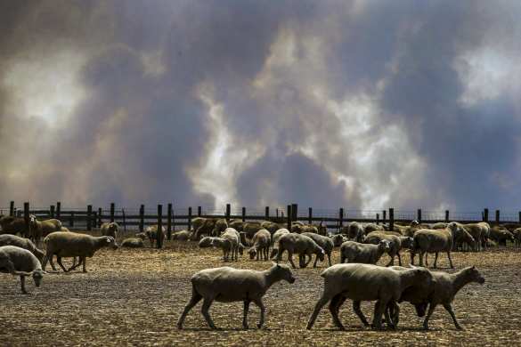 Чудовищные пожары: дым виден из космоса, миллиард животных погиб в Австралии (ФОТО, ВИДЕО) | Русская весна
