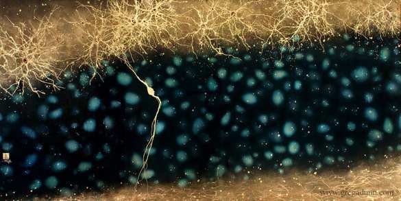 Нейронная каллиграфия | Русская весна