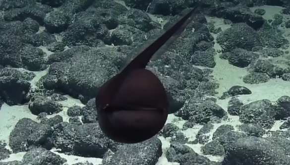 На дне океана нашли редкого монстра с огромным ртом (ФОТО, ВИДЕО) | Русская весна