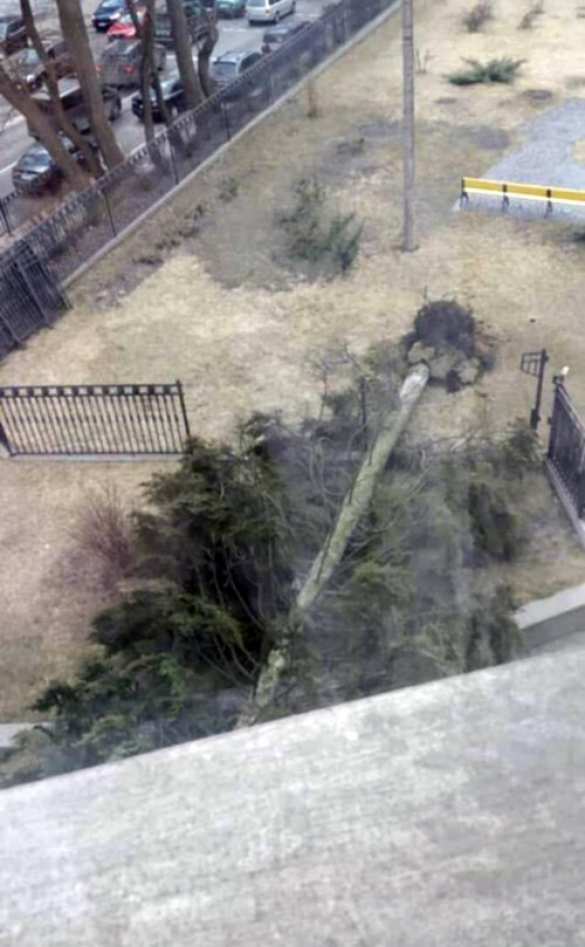 «Может, это знак?» — под зданием Рады рухнуло огромное дерево (ФОТО) | Русская весна