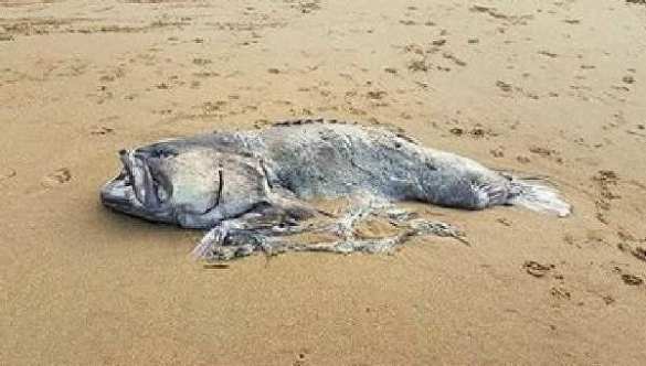 Жуткое зрелище: На пляже Австралии нашли рыбу-монстра (ФОТО) | Русская весна