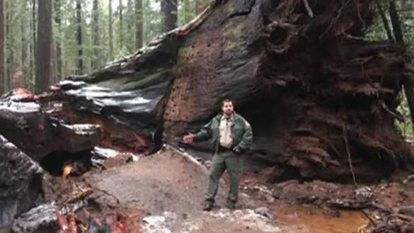 В США рухнуло знаменитое дерево-туннель (ФОТО, ВИДЕО) | Русская весна