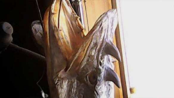 Матерь щук: в России поймали рыбу с рогами, похожую на дракона (ФОТО) | Русская весна