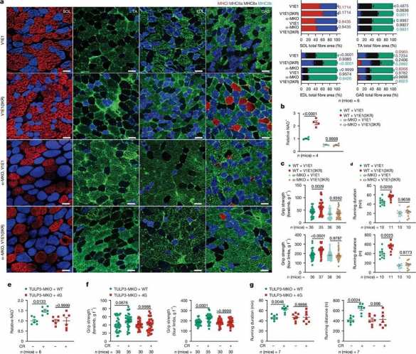 Учёные обнаружили «эликсир» молодости, который вырабатывается печенью человека | Русская весна