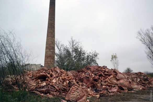 Жуткое зрелище: В Одессе обнаружили горы скелетов (ФОТО) | Русская весна