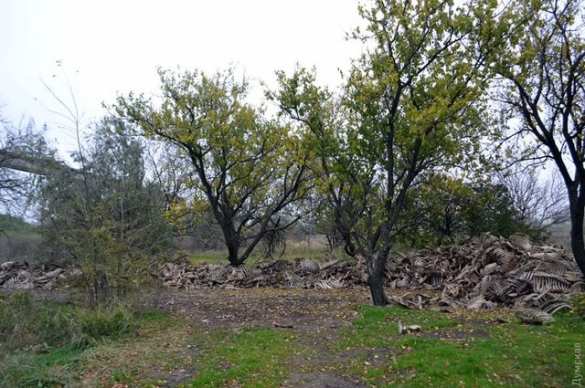 Жуткое зрелище: В Одессе обнаружили горы скелетов (ФОТО) | Русская весна