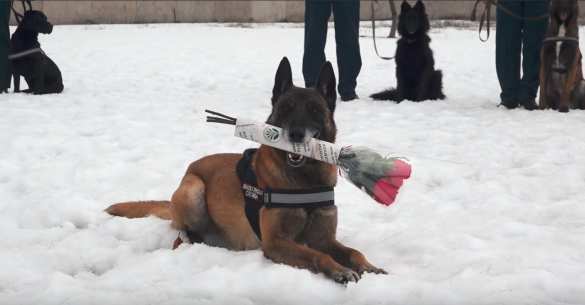 Яркие кадры: Бойцы «Беркута», служебные собаки и офицеры ГАИ ЛНР красиво поздравили женщин с 8 Марта (ФОТО, ВИДЕО) | Русская весна