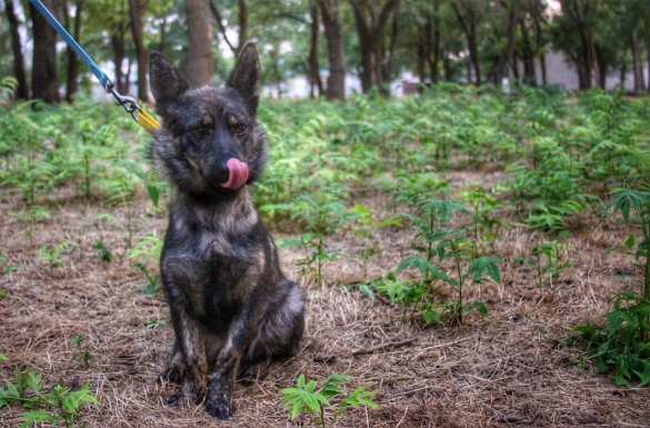Россия вернула Украине члена команды ВМСУ, вторгшейся в Крым, — и это не человек (+ФОТО) | Русская весна