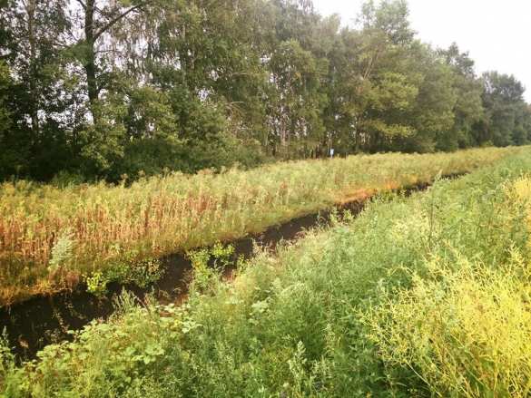 В Раде хотят выяснить, как «стена Яценюка» на границе с Россией превратилась в «огородную решетку» (ФОТО) | Русская весна