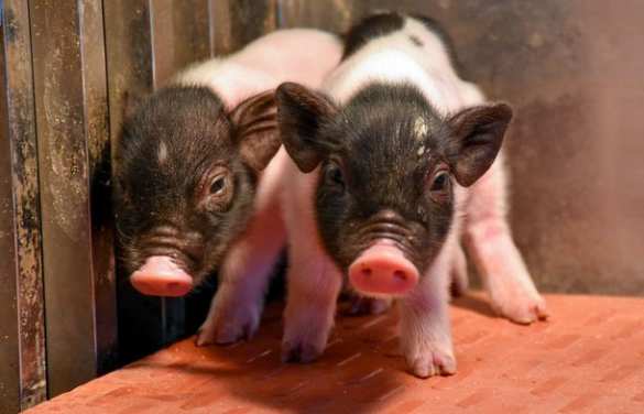 В Китае появились свиньи, чьи органы можно пересаживать людям (ФОТО) | Русская весна