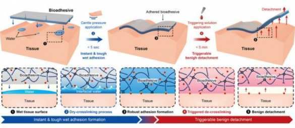 Революционная технология: учёные предложили склеивать внутренние органы особым «скотчем» (ФОТО) | Русская весна