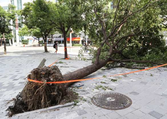 Идущий на Приморье тайфун «Майсак» перерос в супертайфун (ФОТО, ВИДЕО) | Русская весна