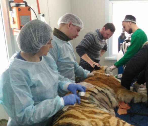 В Приморье ветеринары спасают тяжело раненую тигрицу (ФОТО, ВИДЕО) | Русская весна