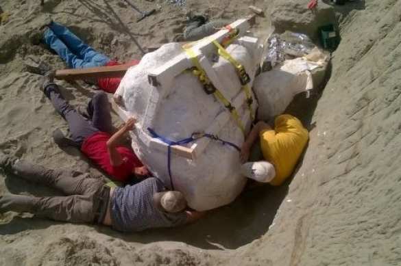 В США найден череп тиранозавра (ФОТО, ВИДЕО) | Русская весна