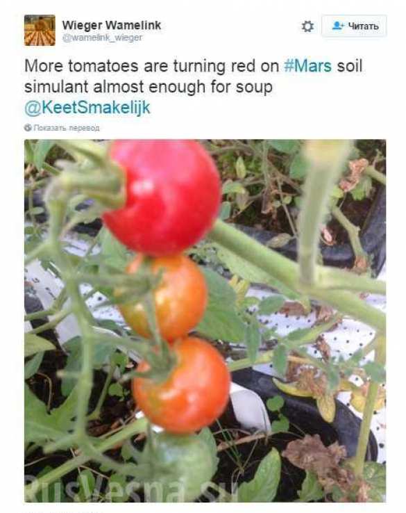 Учёные вырастили овощи в почве Луны и Марса (ФОТО) | Русская весна