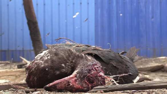 Армия ЛНР сообщила о новом преступлении ВСУ (+ВИДЕО, ФОТО) | Русская весна