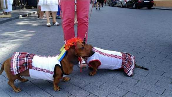 Как реагировали на парад украинцы: дочь Порошенко расплакалась, националисты возмущены холодным приемом военных (ФОТО) | Русская весна