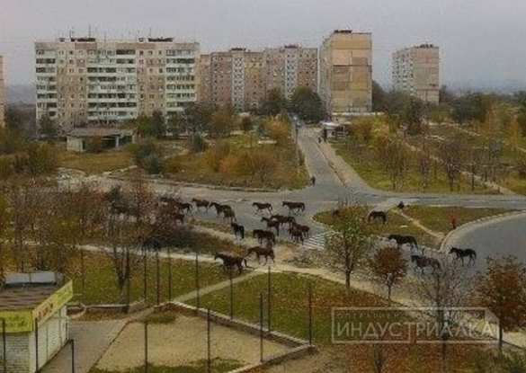 Новости Евроинтеграции: в спальные районы Запорожья отправляют на выпас табуны лошадей (ФОТОФАКТ) | Русская весна