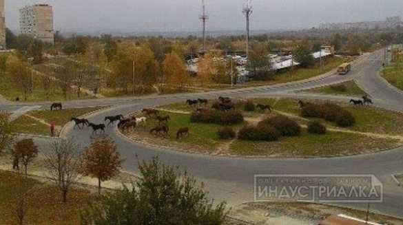 Новости Евроинтеграции: в спальные районы Запорожья отправляют на выпас табуны лошадей (ФОТОФАКТ) | Русская весна