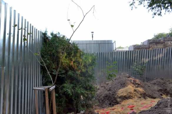 Фото: Андрей Колисниченко Знаки: в Одессе засохли деревья, высаженные в память о «небесной сотне» — их забыли поливать (ФОТО) | Русская весна