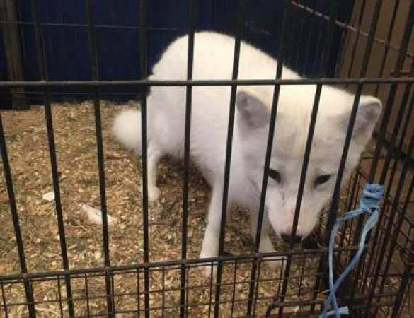 Украинские пограничники не пустили в Донецк женщину с 8 собаками, енотом, песцом и макакой (ФОТО) | Русская весна