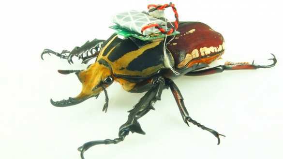 Фантастические твари: учёные создали саранчу-киборга для поиска взрывчатки (ФОТО) | Русская весна