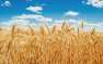 Россия увеличила экспорт пшеницы почти на 30% | Русская весна
