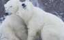 Американцы собрались «переезжать» в Россию вслед за белыми медведями | Русская весна