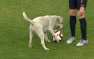 Форвард на четырёх лапах — собака выскочила на стадион во время матча и отобрала у футболистов мяч (ВИДЕО) | Русская весна