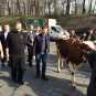 Коровий майдан в центре Киева: фермеры бастуют, Ляшко целует скотину (ФОТО, ВИДЕО)