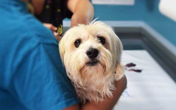 Ветеринарные клиники: Необходимый социальный институт для здоровья животных и благополучия общества | Русская весна