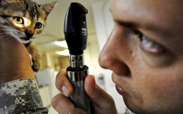 Ветеринария в XXI веке: Эволюция клиник для животных в мегаполисах | Русская весна