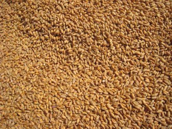 МИД России сообщил подробности о продлении зерновой сделки | Русская весна