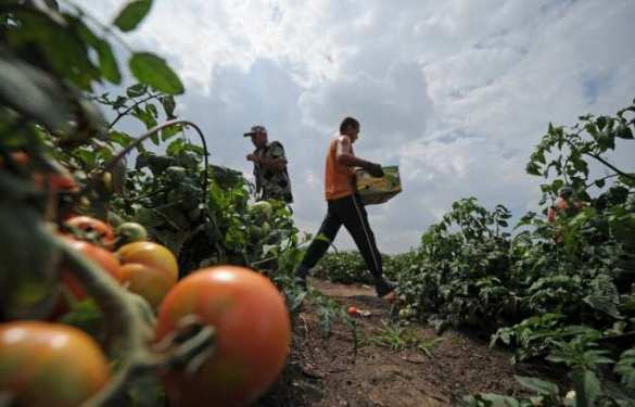 Медведев: Введение контрсанкций оказалось выгодно российским аграриям | Русская весна