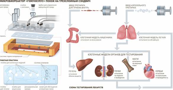 «Гомункулус» займет место между человеком и зверем | Русская весна