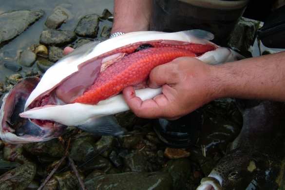 «Братские могилы» на 100 тонн и реки опарышей: экологи бьют тревогу на Сахалине (+ФОТО, ВИДЕО) | Русская весна
