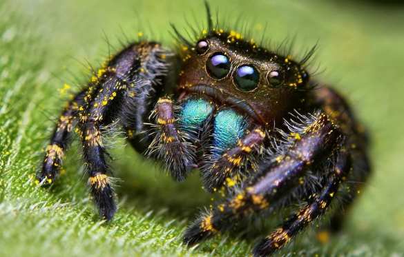 Страна СНГ начала лечить пациентов с COVID-19 ядовитым растением | Русская весна