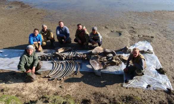 Мамонт Тадибе открыл палеонтологам свои первые тайны (ФОТО) | Русская весна